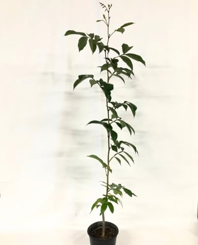 SHIMBILLO Pflanze 'Inga Edulis' - Eiscreme - im Topf Ø 18 cm - Höhe 70/80 cm