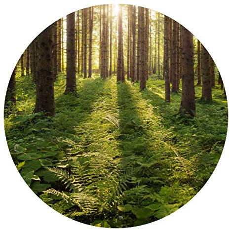 Runde Tapete selbstklebend - Sonnenstrahlen in grünem Wald 50x50cm