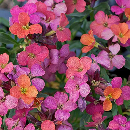 6 x Goldlack 'Constant Cheer' - Erysimum 'Constant Cheer' Topf 9x9cm: Gelbe Blüten, kompakter Wuchs, winterhart, ideal für Steingärten.