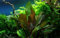 AquaOne Aquarium Pflanze Echinodorus 'Reni' rot I Wasserpflanze Aquariumpflanze Rosette voll durchwurzelt einfach pflegeleicht Aquascaping Dekoration