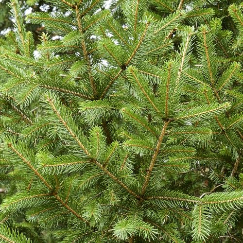200 pcs Fichte Samen, Fichten Baum, alte sorten steingartenpflanzen winterhart ingarden bonsai bäumchen kaufen garten pflanzen stauden winterhart winterharte pflanzen für garten topfpflanzen
