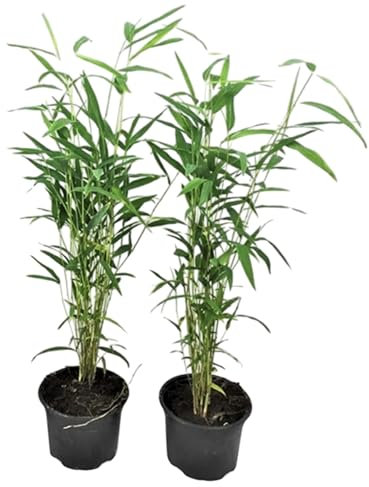 Plant in a Box - Fargesia papyrifera 'Blue Dragon' - Bambou à papier - Lot de 2 - Pot 13cm - Hauteur 30-40cm