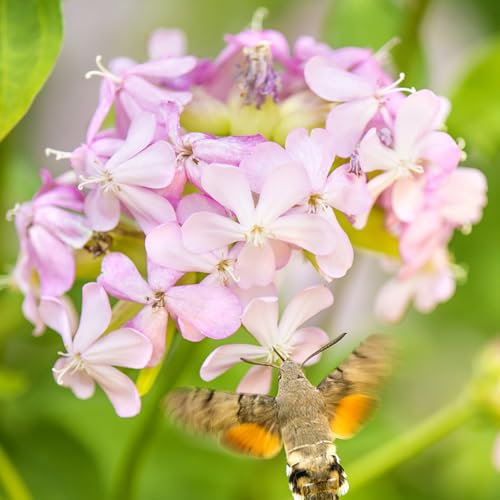 200 piezas Semillas de jabonera - Saponaria officinalis, balcón flores jardín regalo Planta de flores de balcón resistente al exterior. flores de jardin pequeños regalos semillas