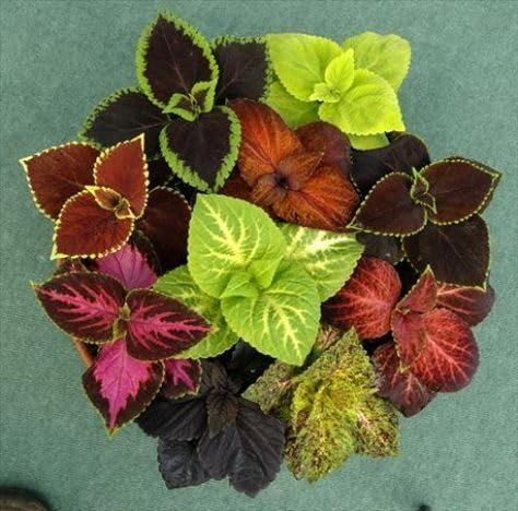 60 graines de plantes Coleus