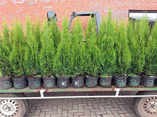 Edel Thuja Smaragd immergrüner Lebensbaum Heckenpflanze Zypresse im Topf gewachsen 100-120cm (10 Stück)