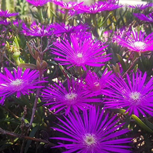 600 Stück Delosperma cooperi samen Mittagsblume fleischfressende pflanzen Sukkulenten succulent plants - Seltene Pflanzenserie - blumendeko winterharte stauden mehrjährig kleines geschenk
