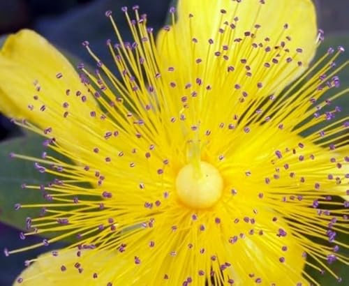 Hypericum calycinum - Niedriges Johanniskraut - Immergrün Verpackungseinheit 20