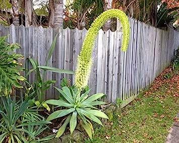agave attenuata coda di volpe ~ Cigni Collo Spineless morbide Agave 5 Semi ~ Non Cactus:Seeds