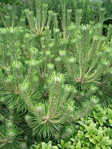 Japanische Schwarzkiefer (Pinus Thunbergii) Samen, 80 Stück, Hochwachsender Nadelbaum