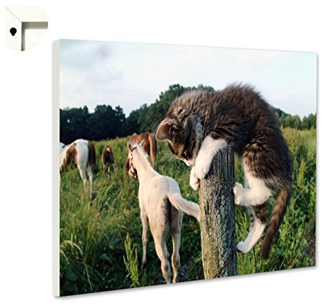 Magnettafel Pinnwand Memoboard Motiv Tiere Kleine Katze & Pferde Größe 100 x 80 cm