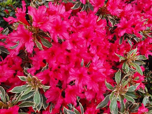 Japanische Azalee Silver Sword - Rhododendron obtusum - panaschiertes Laub - 30-40cm