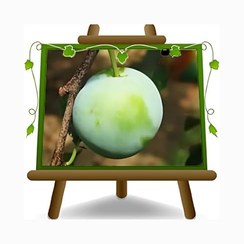 EURO PLANTS VIVAI Susino Regina Claudia Verde Pianta da Frutto età 2 anni | Frutto Antico - Vaso 20 cm Altezza 150~170 cm
