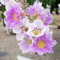 Lagerstroemia Samen 50 Lila Blumensamen Kreppmyrte Nachhaltige Geschenke Bonsai Samen BlüTen Winterharte Pflanzen FüR Garten Balkon Blumen FrüHlingsblumen