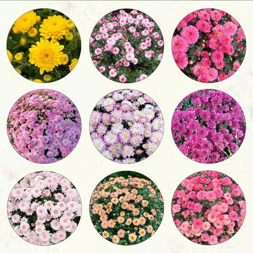 450 Piezas Semillas de Crisantemo Resistentes Semillas de Prado de Flores Crisantemo Morifolium Perenne Resistente, Plantas de Balcón Resistentes al Invierno Plantas de Balcón Resistentes