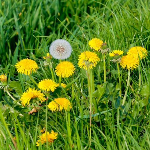100 pcs löwenzahn samen, balkonpflanzen,pflanzen für sonnige plätze bonsai topf,pflanzen für draußen gartenpflanzen winterhart mehrjährig blumenwiese samen,pflanzen samen blumensamen