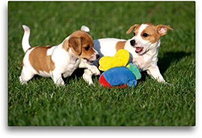Premium Textil-Leinwand 45 cm x 30 cm quer Jack Russel Welpen
