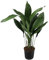 Aspidistra Elatior Natural Planta de Exterior de Grandes Hojas