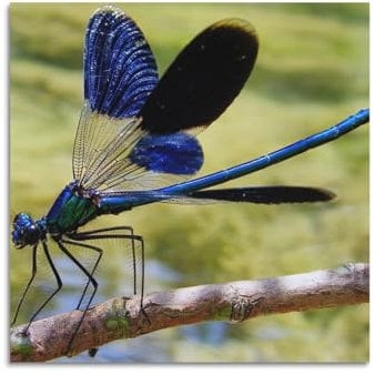 HUIYHB Poster mit blauer Libelle, dekoratives Gemälde, Leinwand, Wandposter und Kunstdruck, modernes Familienschlafzimmer, Dekoration, Poster, 40 x 40 cm