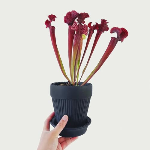 25 pcs sarracenia purpurea samen - exotische pflanzen winterhart, garten-geschenke deko wohnzimmer, saatgut winterharte pflanzen für garten, geschenk garten pflanzen deko, mini gewächshaus