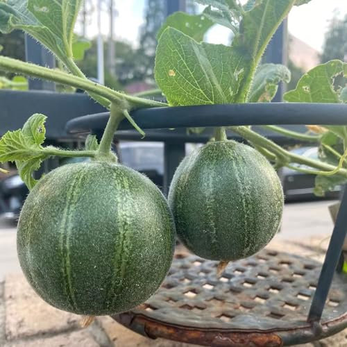 180 pcs honigmelone pflanzen, samen balkonpflanzen winterhart säulenobstbäume pflanztopf gartenarbeit zwergobstbäume bio saatgut frisches obst bonsai bäumchen kaufen deko pflanzen