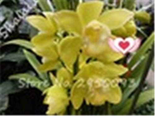 seedsown - Semillas Rododendro camtschaticum