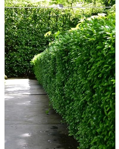 Kirschlorbeer Novita 80-100 cm. 7 Pflanzen. Kirschlorbeer Hecke | Immergrüne Lorbeerhecke