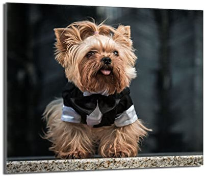 Herdabdeckplatte 60x52 Einteilig Glas Elektroherd Induktion Herdschutz Spritzschutz Glasplatte Deko Schneidebrett, Hund Yorkshire