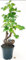 POWERS TO FLOWERS - VITE BONSAI PER BIANCA DA TAVOLA, VARIETA REGINA, ALTEZZA 35/40CM, pianta vera