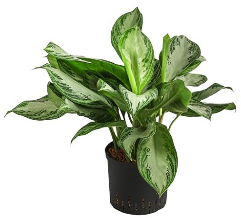 Dehner Kolbenfaden Silver Bay, in Hydrokultur, Aglaonema commutatum, mehrtriebige Zimmerpflanze mit panaschiertem Laub, ca. 50 cm, Ø Topf 22 cm