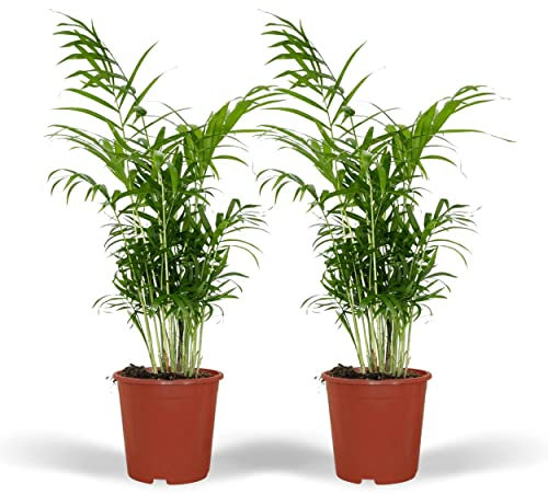 Chamaedorea Elegans (Mexikanische Bergpalme) - 2 Stück - Ø17cm - 55cm