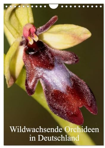Wildwachsende Orchideen in Deutschland (Wandkalender 2026 DIN A4 hoch), CALVENDO Monatskalender: Einheimische Orchideen werden in meinem Kalender vorgestellt (CALVENDO Natur)