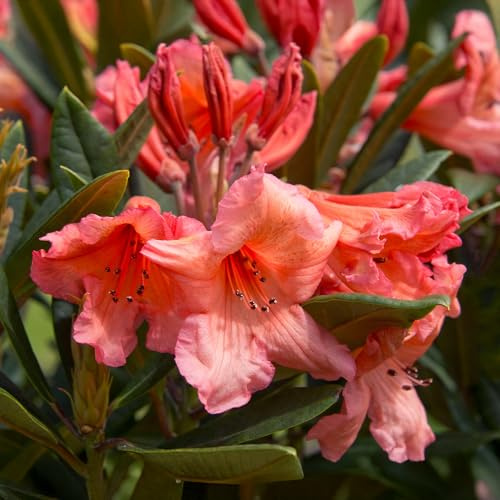 Rhododendron Tortoiseshell Orange Plant in Pot – Evergreen Flowering Shrubs Outdoor Garden Ready - Late Spring Flowering Plants with Orange Blooms - Striking All Year Round Plants (5L Pot, 50-70cm)