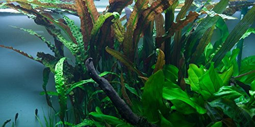 Aquarium Fan Riesen-Wasserkelch/Cryptocoryne usteriana