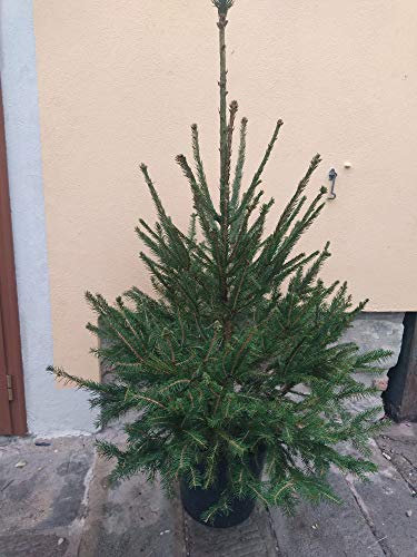 Albero di Natale Vero (Alt. 1,25-1,50 m)