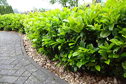 30st. Kirschlorbeer Novita 60-100cm im Topf reine Pflanzenhöhe Prunus laurocerasus Lorbeer Gartenhecke Sichtschutz Kirschlorbeerhecke Immergrün
