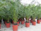 gruenwaren jakubik 4 Stück Palme 90-120 cm, Phoenix canariensis, kanarische Dattelpalme, kräftige Palmen, keine Jungpflanzen