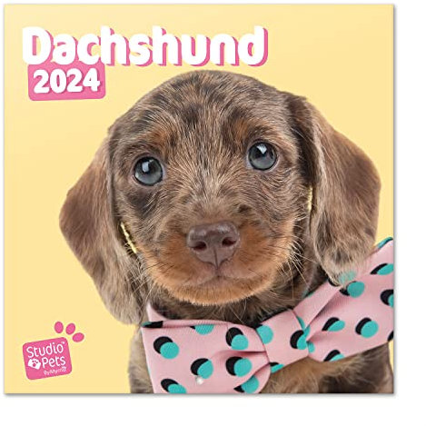 Offizieller Studio Pets Dogs Wandkalender 2024 30,5 x 30,5 cm FSC® plastikfrei - beginnt Woche am Sonntag | 12-Monatsplaner | Quadratischer Wandkalender 2024 | Familienplaner Kalender 2024 | Dackel