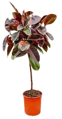 Ficus Elastica Belize sul manico - 130 cm - ø24