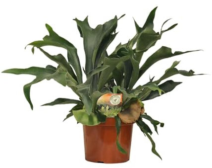 Platycerium bifurcatum - 70-80cm - Ø26cm - Pianta d'appartamento - Sempreverde