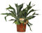 Platycerium bifurcatum - 70-80cm - Ø26cm - Pianta d'appartamento - Sempreverde
