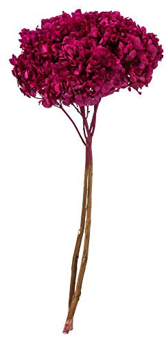 Vickerman Merlot Hortensie 38,1 cm langer Stiel, echte, konservierte getrocknete Blumendekoration für Hochzeit, Zuhause oder alltägliche Arrangements