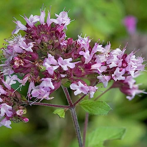 Generic Semillas de mejorana dulce, 100 unids/bolsa Semillas de mejorana dulce Medicinal Natural Buena cosecha Semillas de flores de colores brillantes para plantar Semilla