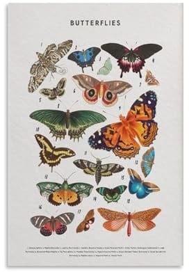 Pädagogisches Poster mit Vintage-Insekten, Schmetterlings-Arten, fliegende Kreaturen, Poster, Insektenbildung, Kunst, Schmetterlingstabellen, Kinderbetreuungs-Poster, pädagogisches Wissen, Poster,