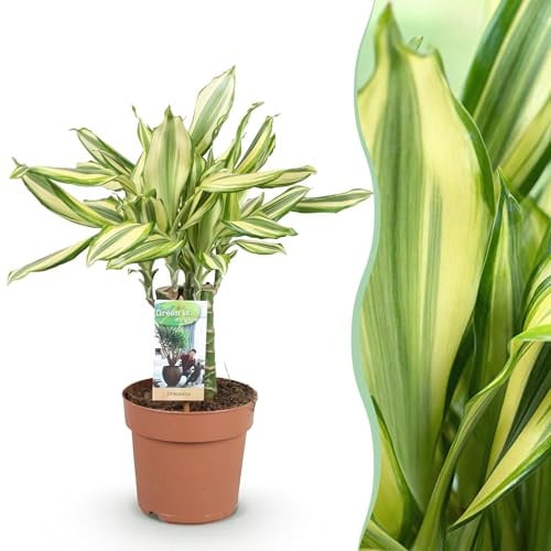 Green boutiQ - Zimmerpflanzen - Dracaena fragrans Diamond Dream - Drachenbaum - Wenig Pflege - Bunt - 1 Pflanze - Topf 17cm - Höhe 50-55cm