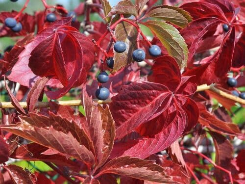 Fünflappiger Wilder Wein - Parthenocissus quinquefolia - 100+ Samen - E 114