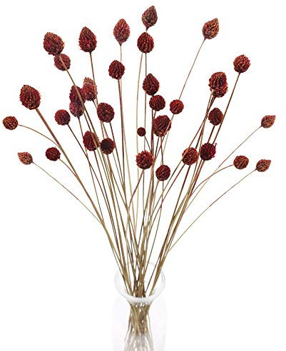 HUAESIN 30pcs Flores Secas Naturales Pequeñas 55cm Globosa Craspedia Seca Rojo Oscuro con Tallo Largo Flores Otoño Decoracion para Jarron Manualidad Hogar Mesa Boda Cafeteria Fiesta Navidad Interior