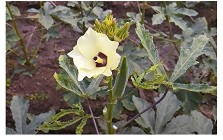 Stk - 20x Abelmoschus esculentus Okra Gemüse-Eibisch Pflanzen - Samen A295 - Seeds & Plants Shop by Ipsa