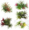 tillandsien set pflanzen samen - luftpflanzen hängend tillandsia tilansienpflanze - mix pflanzendeko pflanzensamen zimmerpflanzen pflanztöpfe steingartenpflanzen winterhart 200 Stück