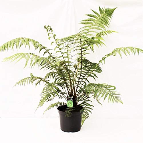 Baumfarn Dicksonia antarctica ca. 120 cm – Winterhart & Exotisch | Perfekt für Garten & Terrasse