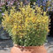 25 Semillas ARIZONA SUN Agastache, Hummingbird menta, invierno Resistente a la Zona 5.